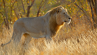 Parque Nacional Kruger