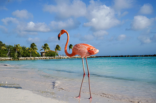 Aruba